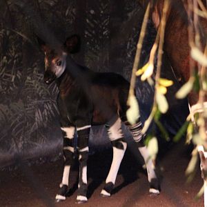 Okapi calf