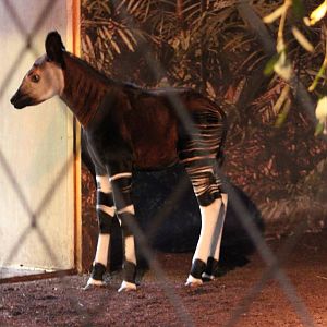 Okapi calf