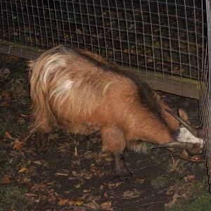 Sewerby Zoo, Night Safari? 4th November 2012