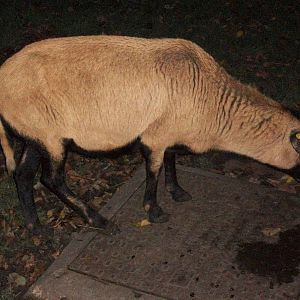 Sewerby Zoo, Night Safari? 4th November 2012