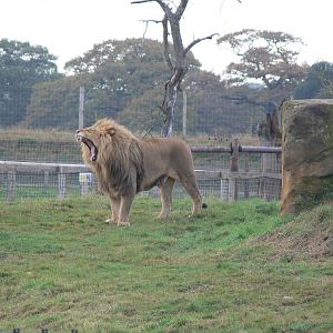 African Lion at Yorkshire WP 01/11/12