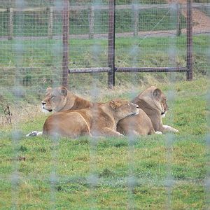 African Lion at Yorkshire WP 01/11/12