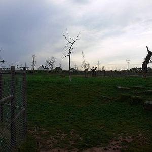 Lion Country at Yorkshire WP 01/11/12