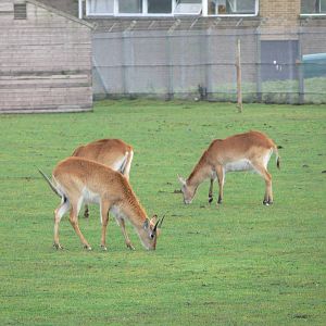 Red Lechwe at Yorkshire WP 01/11/12