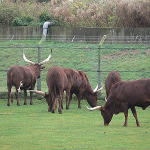 Ankole Cattle at Yorkshire WP 01/11/12