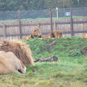 African Lions at Yorkshire WP 01/11/12