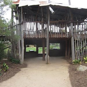 African Hunting Dog viewing