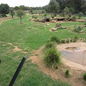 African Wild Dog enclosure