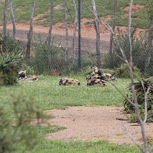 African Wild Dogs