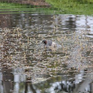 Australasian Grebe - wild
