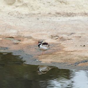 Black-fronted Dotterel
