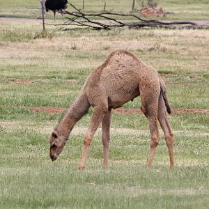 Camel - six weeks old