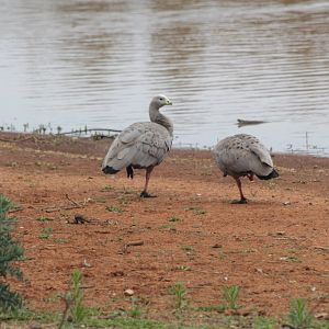 Cape Barren Geese - wild