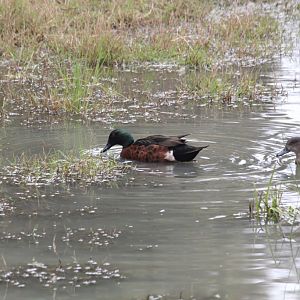 Chestnut teal