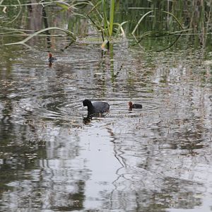 Coot with chicks