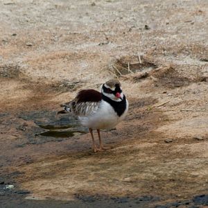 Black-fronted Dotterel