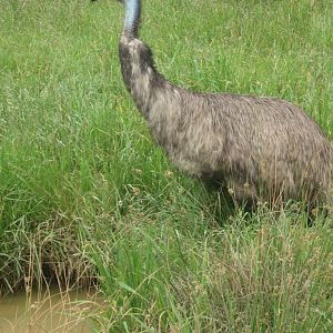 Emu