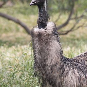 Emu