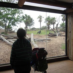 Gorilla viewing