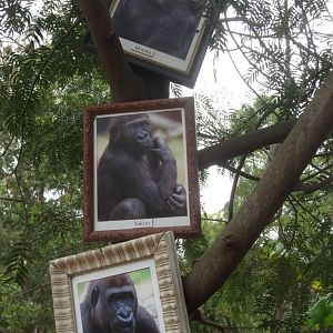Gorilla portraits