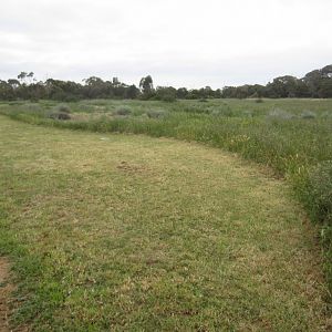 Researching native grasses