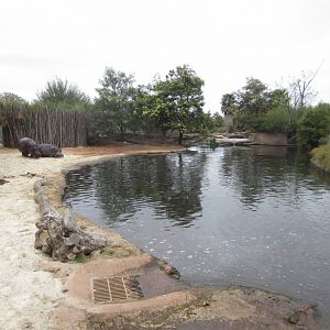 Hippo enclosure
