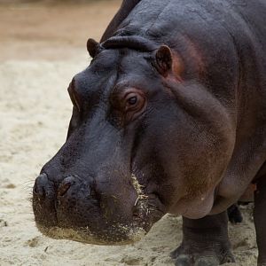 Hippo