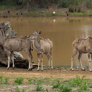 Greater Kudu