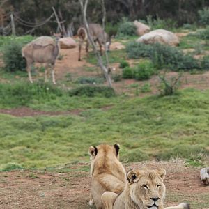 Lions, Kudu and Waterbuck