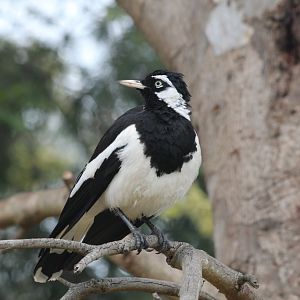 Magpie Lark - wild