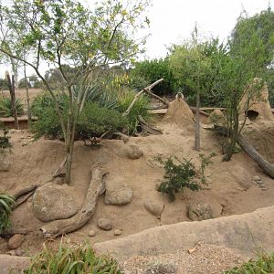 Meerkat enclosure