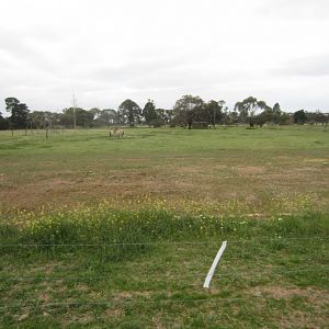 Przewalski Horse yard