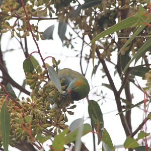 Purple-crowned Lorikeet feeding - wild
