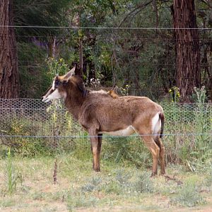 Sable Antelope female