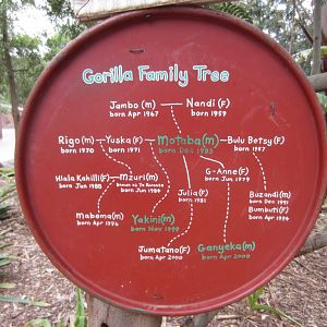 Gorilla Family Tree