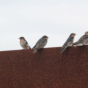 Swallow Fledgling - wild