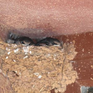 Swallow hatchlings - wild