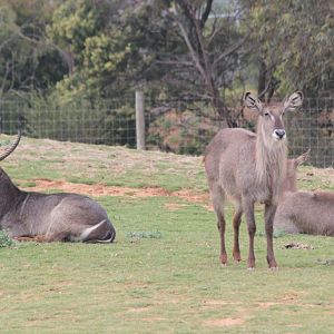 Waterbuck