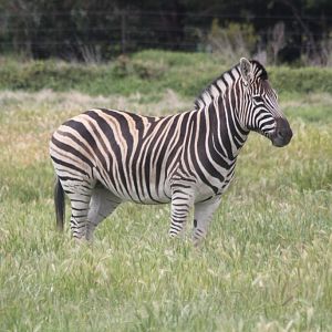 Zebra