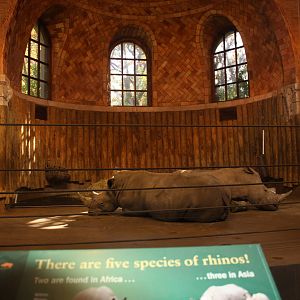 Zoo Center- White Rhinoceros Exhibit