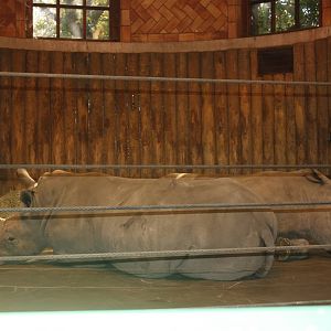 Zoo Center- White Rhinos