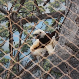 Madagascar!- Coquerel's Sifaka