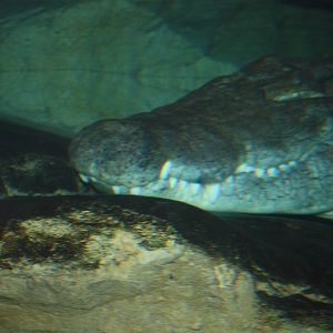 Madagascar!- Nile Crocodile
