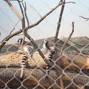 Madagascar!- Ring-Tailed Lemurs