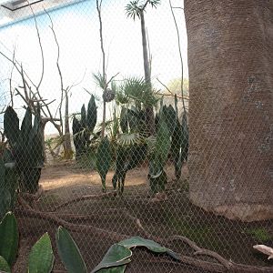 Madagascar!- Scrub Forest Exhibit