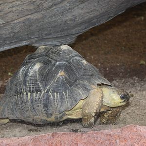 Madagascar!- Tortoise