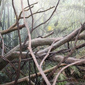 Madasgascar!- Red-Ruffed Lemur Exhibit