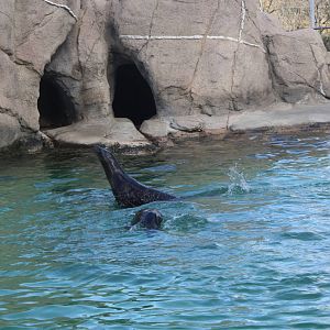 Astor Court- Sea Lion Pups at Play