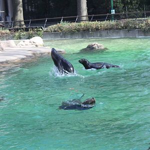 Astor Court- Sea Lion Pups at Play