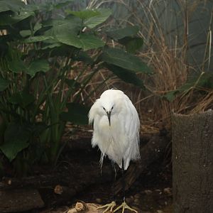 Aquatic Bird House- Snowy Egret